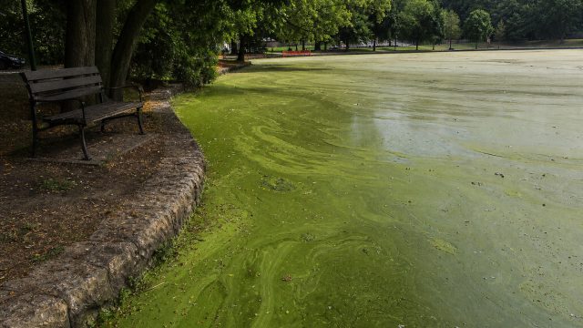 The Alarming Impact of Algae Blooms on Public Spaces